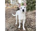 Adopt Trek--In Foster a Australian Cattle Dog / Blue Heeler