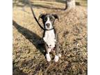 Adopt Milo--In Foster***ADOPTION PENDING*** a Pit Bull Terrier, Boxer