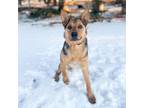 Adopt Summit--In Foster a Cattle Dog