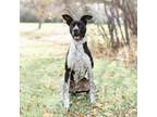 Adopt Bluey a Australian Cattle Dog / Blue Heeler