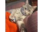 Adopt Ciggy--In Foster***ADOPTION PENDING*** a Domestic Short Hair