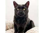 Adopt Ditto--In Foster a Domestic Short Hair