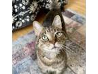 Adopt Beaver--In Foster a Domestic Short Hair