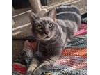 Adopt Ash--In Foster a Domestic Short Hair