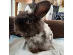 Adopt Bunker--In Foster a Holland Lop