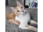 Adopt Drumstick--In Foster a Domestic Short Hair
