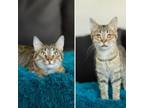 Adopt Buddy--In Foster a Domestic Short Hair