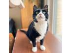 Adopt Pete the Cat--In Foster***ADOPTION PENDING*** a Domestic Short Hair