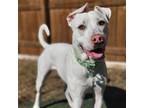 Adopt Oats--In Foster a Pit Bull Terrier