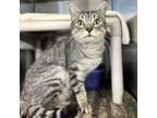 Adopt Gizzy--In Foster a Domestic Short Hair