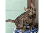 Adopt Roderick--In Foster a Domestic Short Hair