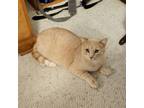Adopt Fridge Magnet--In Foster a Domestic Short Hair