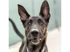 Adopt Chopper--In Foster a German Shepherd Dog