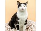 Adopt MooMoo--In Foster a Domestic Short Hair