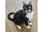 Adopt Halo--In Foster***ADOPTION PENDING*** a Domestic Medium Hair