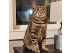 Adopt Mantis--In Foster***ADOPTION PENDING*** a Domestic Short Hair