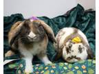 Adopt Bumble Bee and Mantis a American Fuzzy Lop