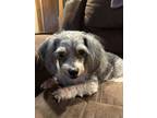 Adopt Jojo a Havanese