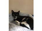 Adopt Oreo RM KITTEN a Domestic Short Hair