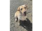 Adopt Shiloh NJ a Labrador Retriever