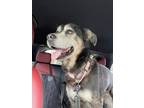 Adopt Otis a Shepherd, Husky