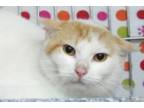 Adopt Jukebox a Domestic Short Hair