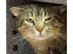 Adopt Chutney a Domestic Short Hair