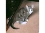 Adopt Carson a Domestic Short Hair