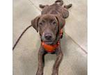 Adopt Rocket (Declan) a Plott Hound, Pit Bull Terrier