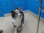 Adopt BUDDY a Shetland Sheepdog / Sheltie, Mixed Breed