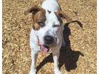 Adopt CHIP a Pit Bull Terrier, Mixed Breed