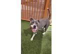 Adopt MOON a Pit Bull Terrier