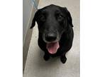 Adopt ARES a Labrador Retriever