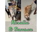 Adopt Rosalia and Samson: Courtesy Post a Domestic Short Hair