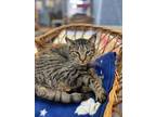 Adopt Ranger a Domestic Short Hair