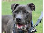 Adopt DUKE a Labrador Retriever, Pit Bull Terrier