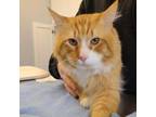 Adopt Butters a Domestic Long Hair