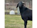 Adopt Terrence a Goat