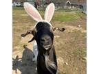 Adopt Balthazaar a Goat