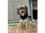 Adopt Polo a Yorkshire Terrier, Mixed Breed