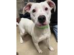 Adopt Goofy a Mixed Breed