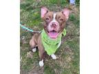 Adopt Tiramisu a Boston Terrier, Staffordshire Bull Terrier