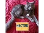 Adopt Handsome Hector! a Domestic Long Hair, Russian Blue
