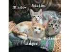 Adopt Shadow , Adrian,Ginger,Brianna a American Shorthair