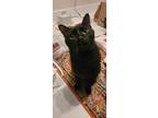 Adopt Frosted Mini Wheats a Domestic Short Hair