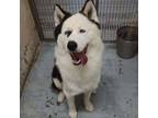 Adopt 176291 Quinn a Husky, Mixed Breed