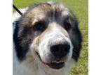 Adopt 176339 Archie a Great Pyrenees