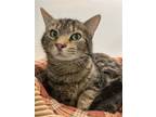 Adopt Catier a Tabby, Domestic Short Hair