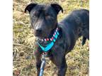 Adopt Boomer a Pit Bull Terrier, Catahoula Leopard Dog