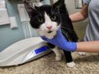 Adopt Sylvester a Domestic Short Hair